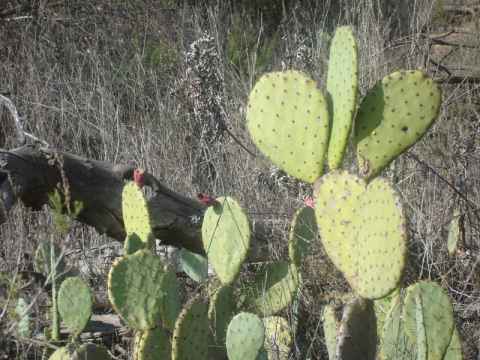 The red fruit of this cactus can be eaten. You should, however, burn off the spines (and there are a lot of them) before picking the fruit. The red fruit of this cactus can be eaten. You should, however, burn off the spines (and there are a lot of them) before picking the fruit.