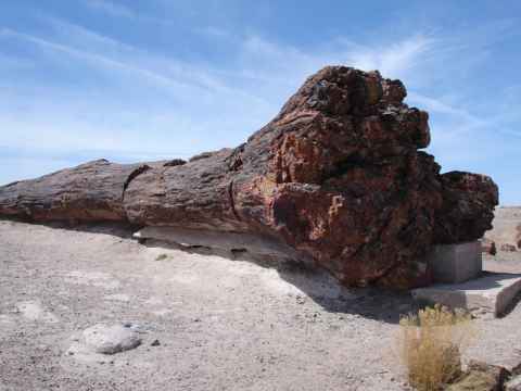 An entire petrified tree, complete with roots. An entire petrified tree, complete with roots.
