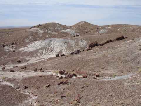 The pieces of wood lie strewn across the landscape. The pieces of wood lie strewn across the landscape.