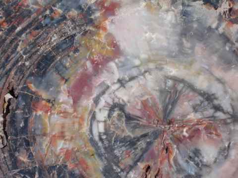 Closeup of a piece. The tree rings can be seen clearly. Closeup of a piece. The tree rings can be seen clearly.