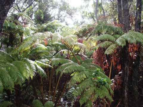 The Big Island around the Kilauea caldera is covered with tropical vegetation. The Big Island around the Kilauea caldera is covered with tropical vegetation.
