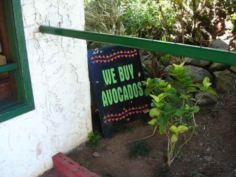 Obviously the local black market currency. (I really have no idea what this is about. Maybe if you find an avocado you can cash it in here.)