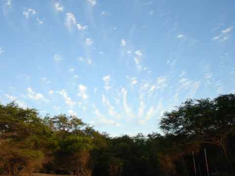 Trees behind the beach.