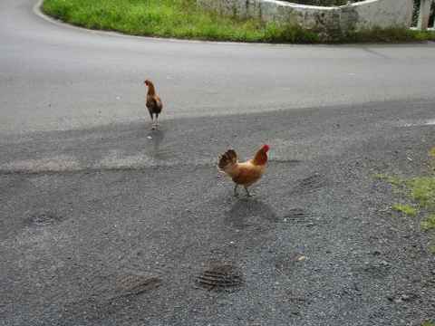 Q: Why did the chicken cross the road? A: It didn't. But it would have been better off if it had. It just ran around aimlessly on one side, getting in everybody's way and was nearly run over by at least two cars. Q: Why did the chicken cross the road? A: It didn't. But it would have been better off if it had. It just ran around aimlessly on one side, getting in everybody's way and was nearly run over by at least two cars.