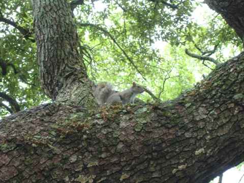 Squirrels are everywhere. Squirrels are everywhere.