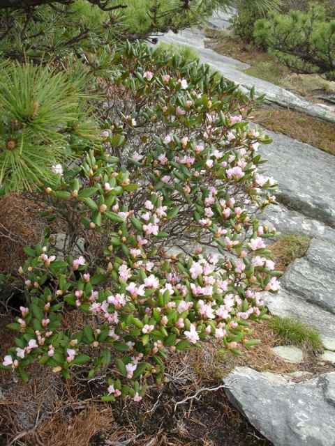 Mountain shrub in bloom. Mountain shrub in bloom.
