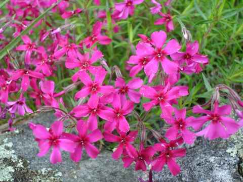 Flowers. Flowers.