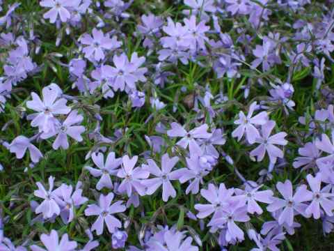 Flowers. Flowers.