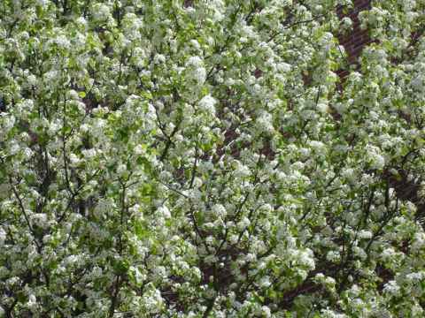 Trees in bloom near a veteran's memorial.