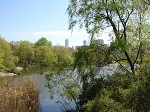 View of The Lake in Central Park.