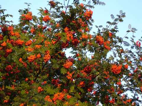 Rowanberries on the way to Kymlinge, near Kista Entre.