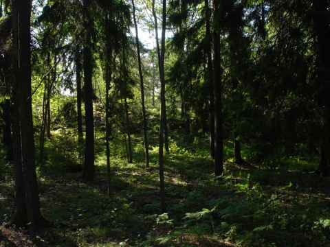 Woods near Husby IP.
