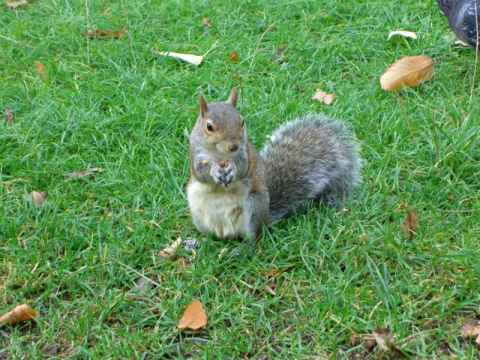 Hyde park inhabitant. Hyde park inhabitant.