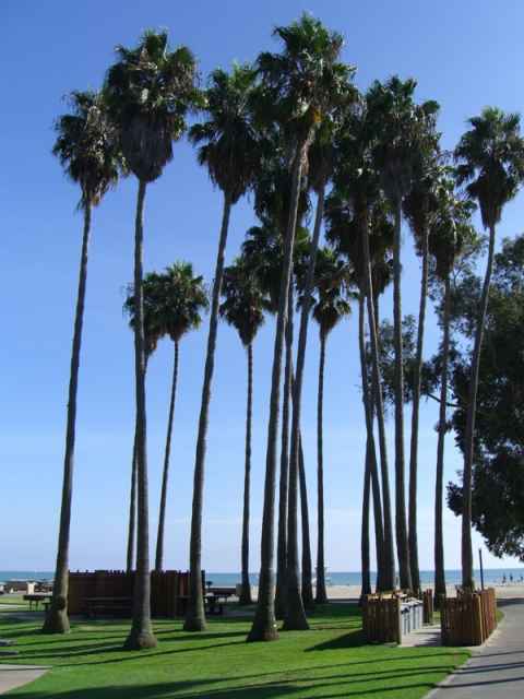 Palm trees at the beach. Palm trees at the beach.