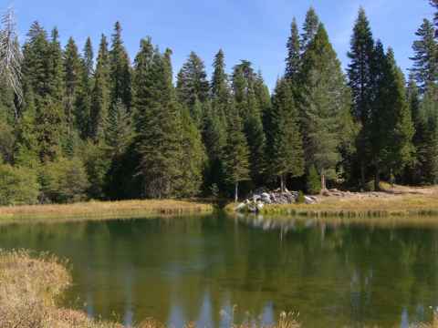 The vegetation shifts from desert brush to trees as you near Yosmeite. The vegetation shifts from desert brush to trees as you near Yosmeite.