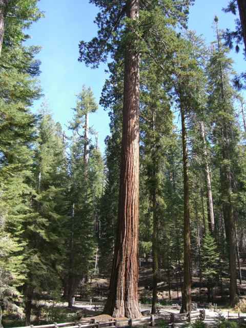 By trees, I mean giant Sequoias. By trees, I mean giant Sequoias.