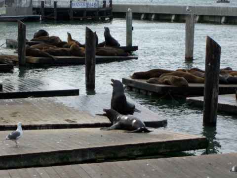 The sealions at Fisherman's Wharf. The sealions at Fisherman's Wharf.