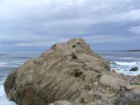 Sea birds are everywhere and this one seems to have staked its claim to a big rock. Sea birds are everywhere and this one seems to have staked its claim to a big rock.