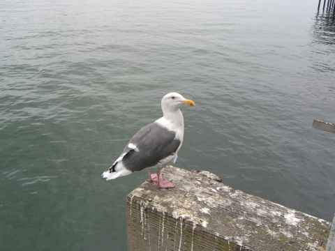 One of the inhabintants of the pier. These birds are completely unafraid of people. Yu can walk up to them and they won't even bother looking at you. One of the inhabintants of the pier. These birds are completely unafraid of people. Yu can walk up to them and they won't even bother looking at you.