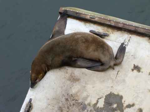 The other major inhabitant of the pier. Sea lions fill the air with their characteristic noises. The other major inhabitant of the pier. Sea lions fill the air with their characteristic noises.