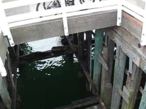 They sleep on the beams holding up the pier. They sleep on the beams holding up the pier.