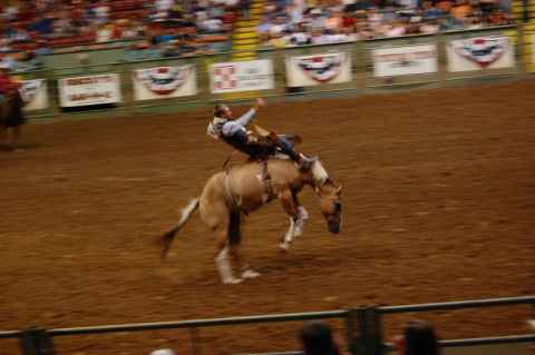 The "ranch saddle" event - stay on the horse for eight seconds, one hand only.