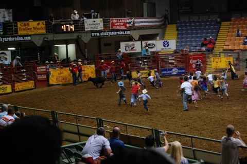 Calf scramble for the 8-12 year old crowd. A ribbon is tied to the tail of the calf and the one who gets it is the winner.