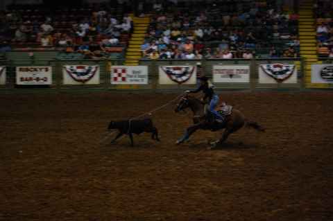 Ladies breakaway. Due to the strength required to tie the calf down, the cowgirls lasso the calf and then let it run away. The lasso is not attached to the horse in this case.