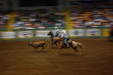 Team tiedown. One lassos the neck, the other lassos both rear legs.