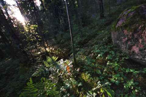 An overview of the "Small Forest" area. The previous four shots were all taken from the area at the bottom right of this photo. The narrow slit between the trees that the sun shines in through is seen clearly.