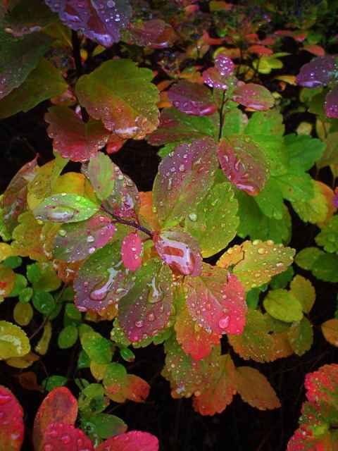 Autumn leaves in Husby, after the rain. Photo taken in October 2004.