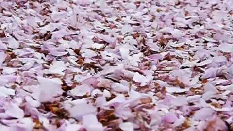 Music: Asiatik Flower by Butterfly Tea