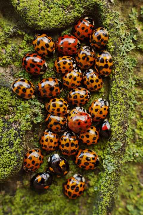 A Gathering of Ladybugs