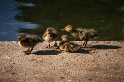 Huey, Dewey, and Louie, Wiki